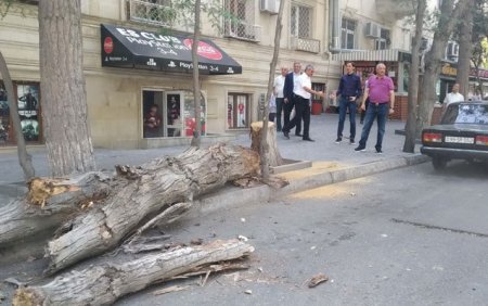 Yasamalda təhlükəli ağaclar kəsilir - Fotolar
